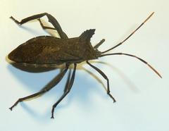 Elasmopoda