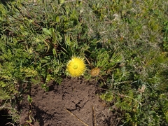 Conicosia pugioniformis