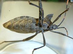Elasmopoda