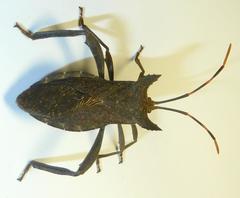 Elasmopoda