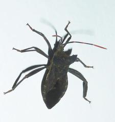 Elasmopoda