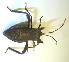 Elasmopoda