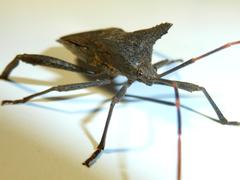 Elasmopoda