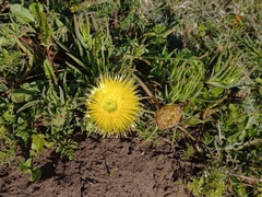 Conicosia pugioniformis