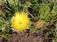 Conicosia pugioniformis