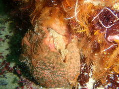 Pseudodromia latens