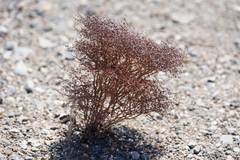 Eriogonum rixfordii