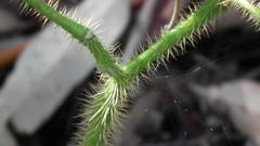 Solanum aculeatissimum