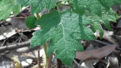 Solanum aculeatissimum