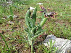 Ferraria densepunctulata