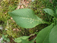 Phytomyza ramosa