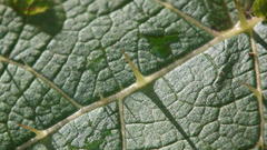 Solanum aculeatissimum