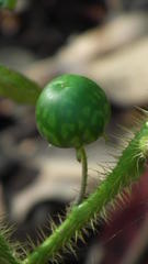 Solanum aculeatissimum
