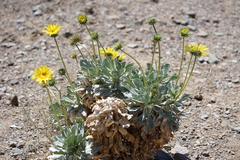 Enceliopsis covillei