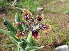 Ferraria densepunctulata