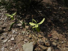 Albuca spiralis