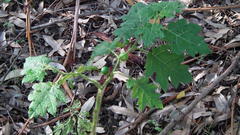 Solanum aculeatissimum