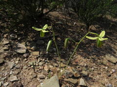 Albuca spiralis
