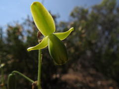 Albuca spiralis