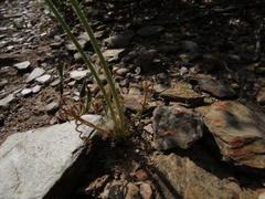 Albuca spiralis