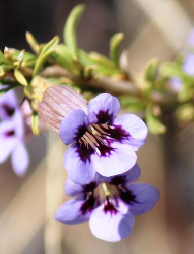 Aptosimum marlothii