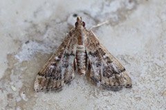Nacoleia rhoeoalis