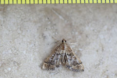 Nacoleia rhoeoalis