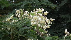 Clematis brachiata