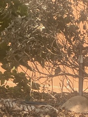 Baeolophus inornatus