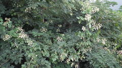 Clematis brachiata