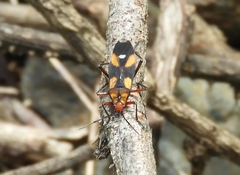 Oncopeltus guttaloides