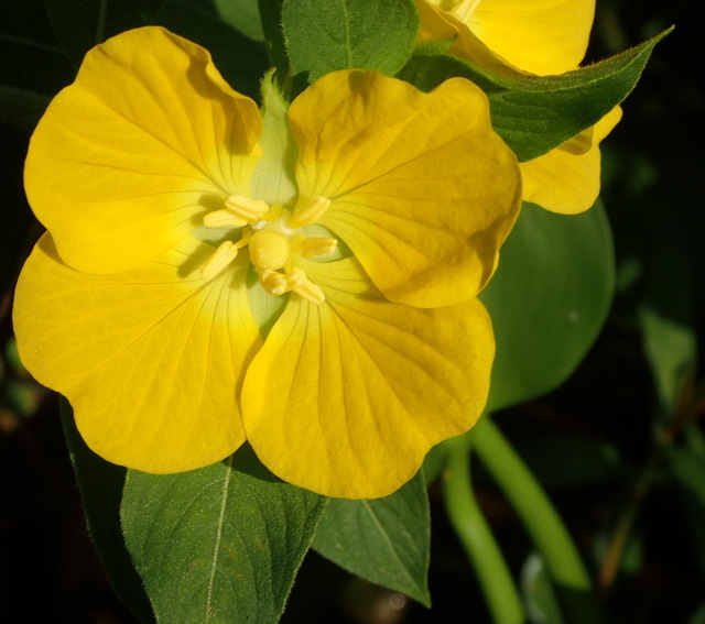 Ludwigia peruviana