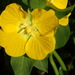 Peruvian Primrose-Willow - Photo (c) mfeaver, some rights reserved (CC BY), uploaded by mfeaver