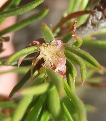 Cliffortia atrata