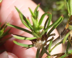 Cliffortia atrata