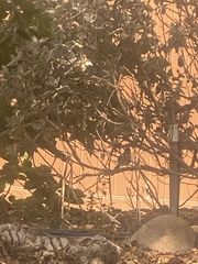 Baeolophus inornatus