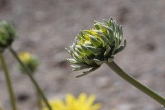 Enceliopsis covillei