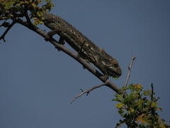 Bradypodion gutturale