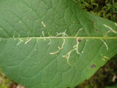 Phytomyza ramosa