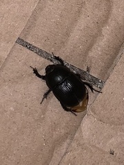 Geotrupes stercorarius