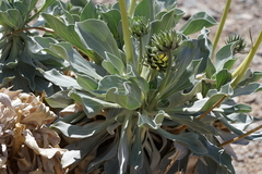 Enceliopsis covillei