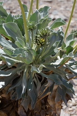 Enceliopsis covillei
