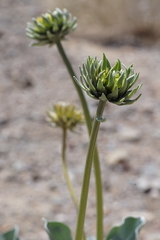 Enceliopsis covillei