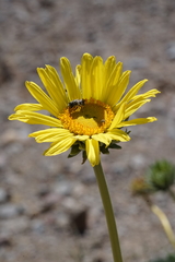 Enceliopsis covillei