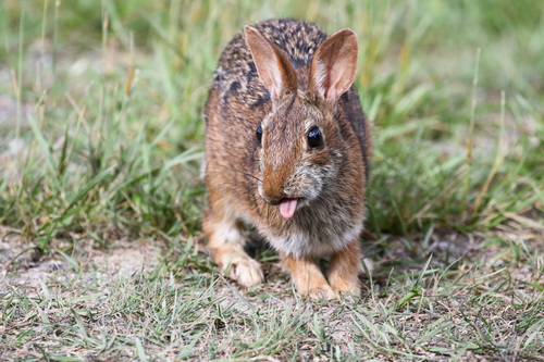 Appalachian Cottontail photographed in West Virginia