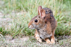 Sylvilagus obscurus