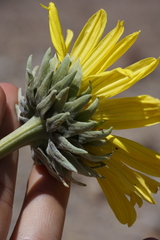 Enceliopsis covillei