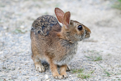 Sylvilagus obscurus