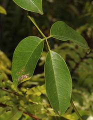 Canavalia bonariensis