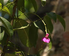 Canavalia bonariensis